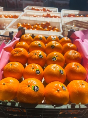 خدمات نگهداری فصلی